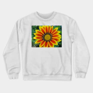 Gazania 2 Photography Crewneck Sweatshirt